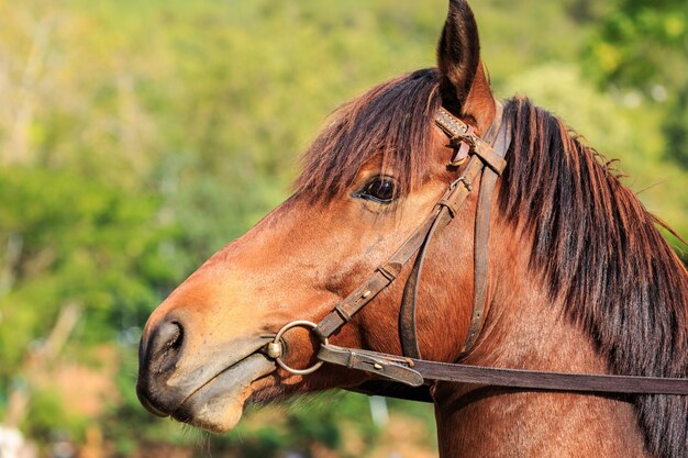 Cerrar caballos en el campo