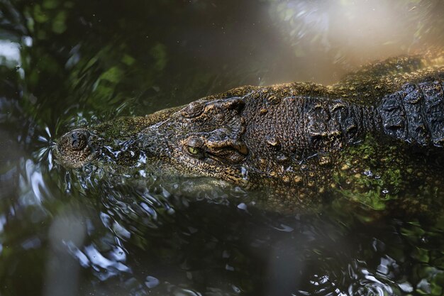 Cerrar la cabeza de cocodrilo es mostrar la cabeza en el río