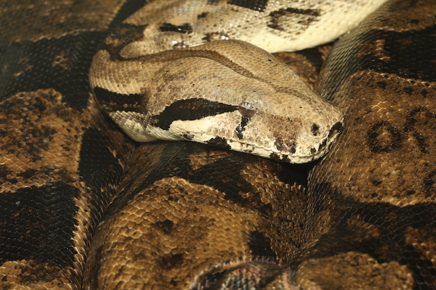 Cerrar la cabeza y el cuerpo boa constrictor serpiente es la gran serpiente