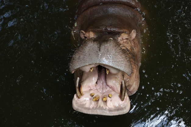 Cerrar la cabeza El gran hipopótamo flota en el río