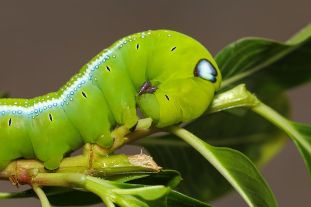 Cerrar cabeza gusano verde o gusano Daphnis neri en el árbol de palo en la naturaleza y el medio ambiente