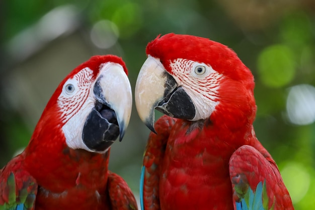 Cerrar la cabeza del pájaro loro guacamayo rojo en el jardín