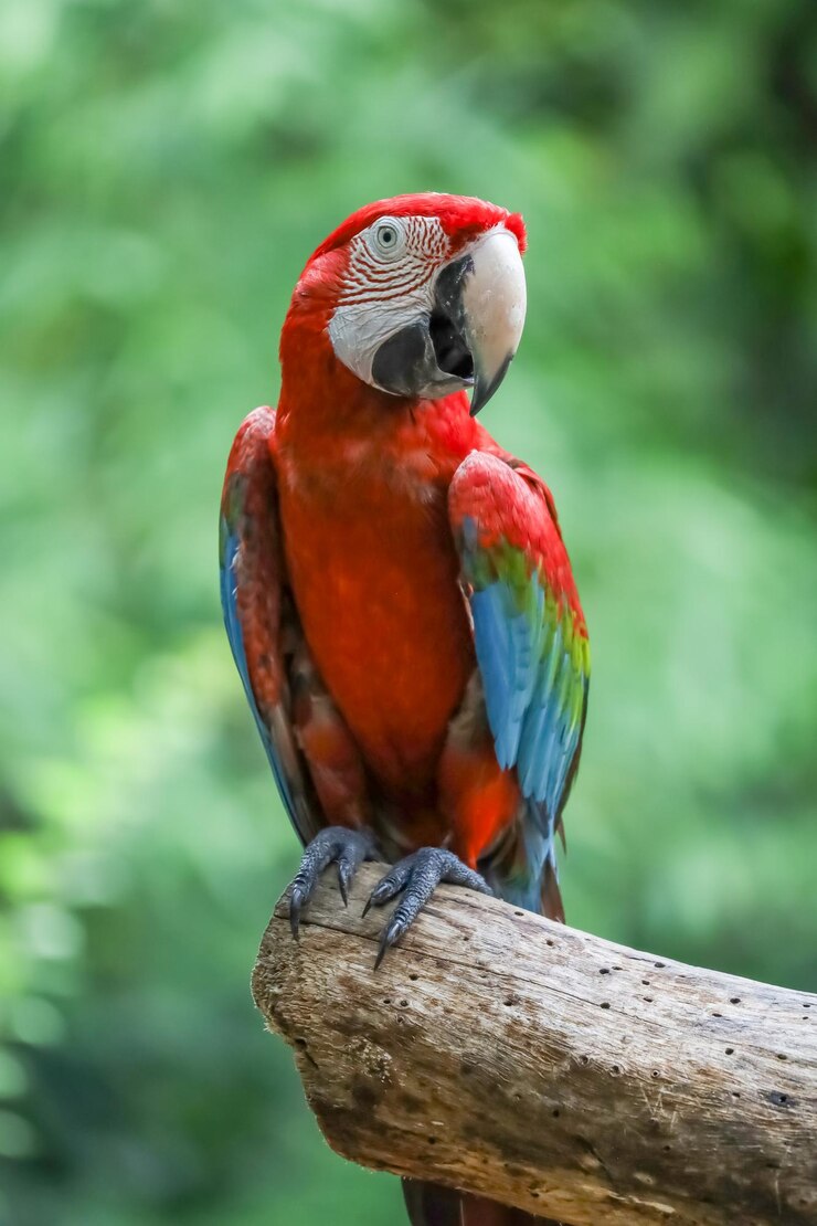 Cerrar la cabeza el pájaro loro guacamayo rojo en el jardín