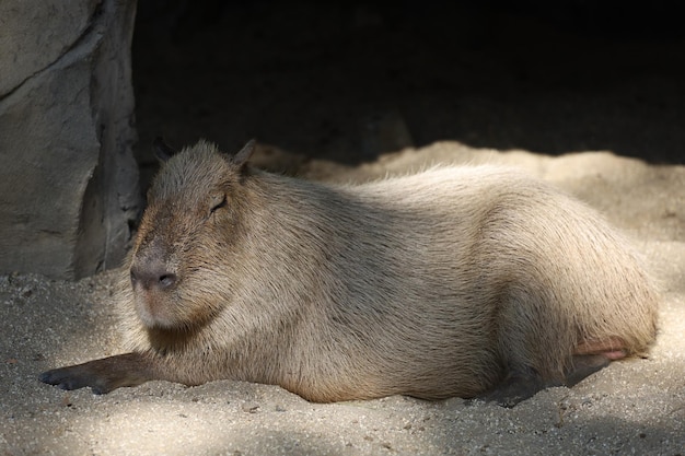 Cerrar la cabeza La rata gigante Capybara es un lindo animal en el jardín