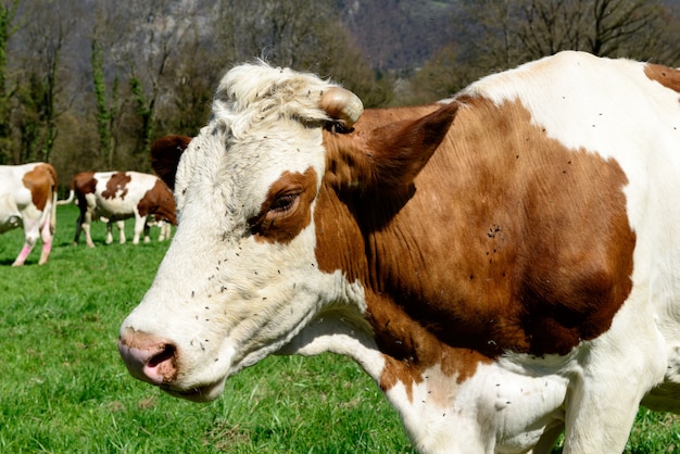 Cerrar en la cabeza de una vaca