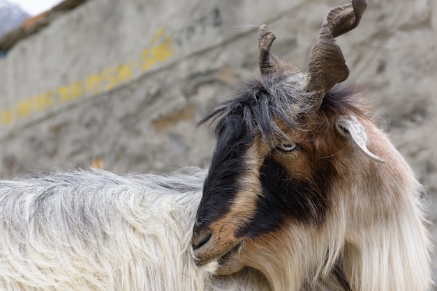 Cerrar las cabras de Cachemira, India