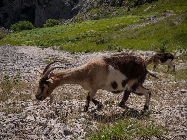 Cerrar en cabras montesas comiendo