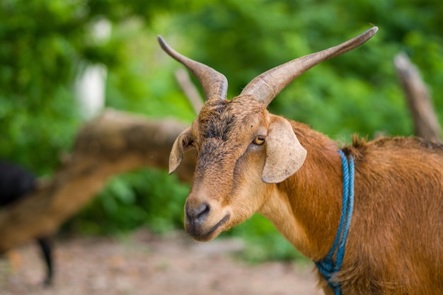 Cerrar Las cabras tienen cuernos largos