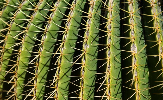 Cerrar cactus backdround cactus o cactaceae patrón cactus claveteado