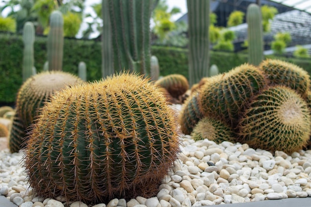 Foto cerrar cactus verde en la arena