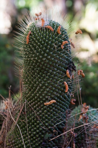 Cerrar cactus verde