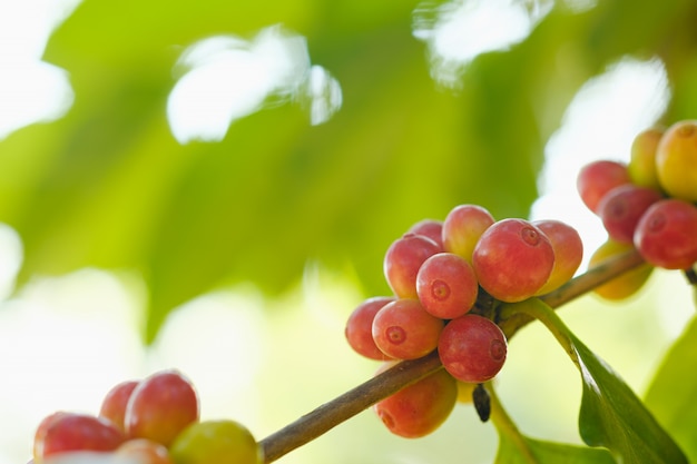 Cerrar café en grano en la naturaleza