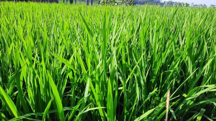 Cerrar el campo de arroz con un ambiente fresco