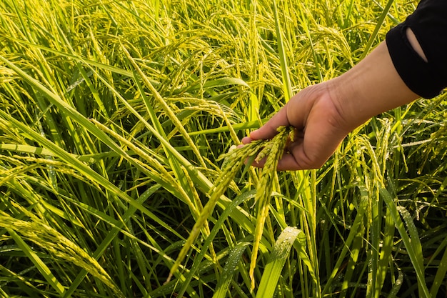 Cerrar el campo de arroz de arroz con la mano