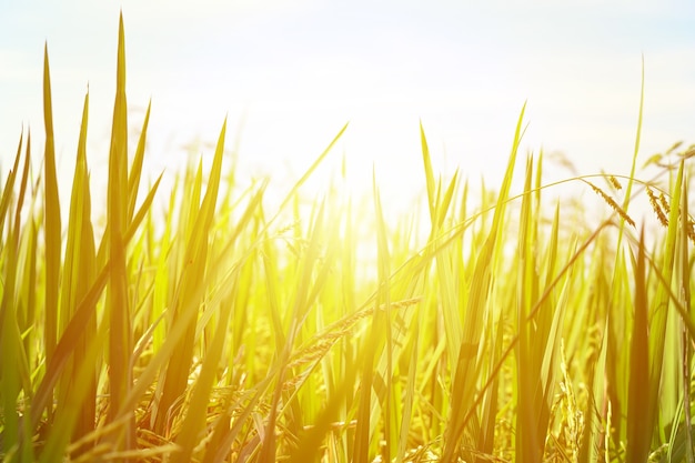 Cerrar el campo de arroz y el cielo del sol