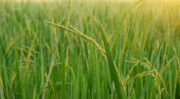 Cerrar campo de arroz en la mañana con rocío