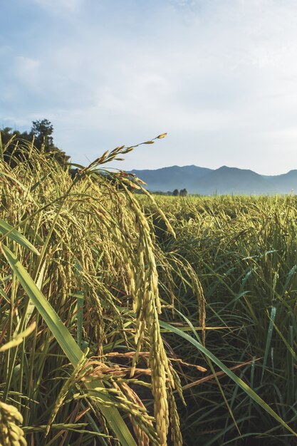 Cerrar el campo de arroz Paddy