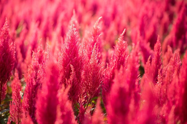 Cerrar campo de flores rojas