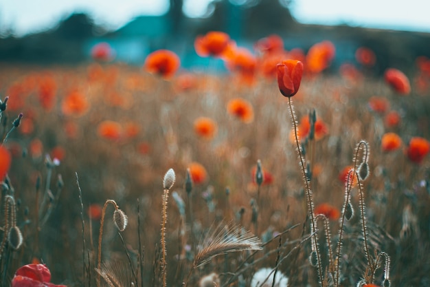 Cerrar el campo rojo de amapolas