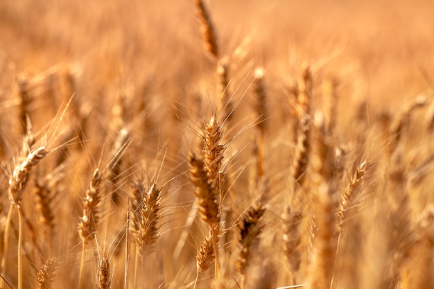 Foto cerrar el campo de trigo seco