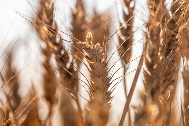 Cerrar el campo de trigo seco