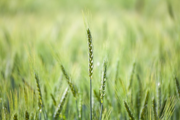 Cerrar campo de trigo verde