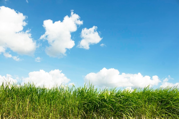 Foto cerrar campos verdes y cielos azules brillantes con nubes blancas