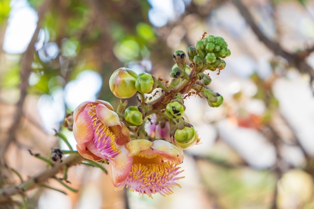 Cerrar Cannonball tree flowersCouroupita guianensisCouroupita guianensis Aubl