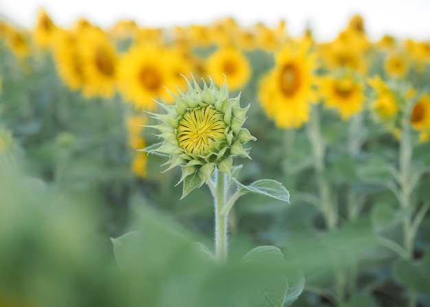 Cerrar capullo de girasol en campo de girasol