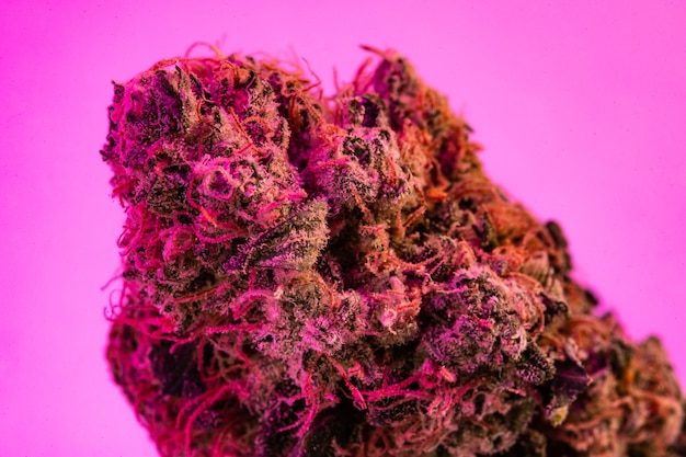 Cerrar capullo de marihuana medicinal con receta en fondo púrpura