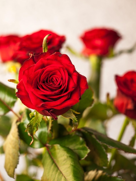 Cerrar capullo de rosa roja con las mismas flores borrosas en ramo poca profundidad de campo