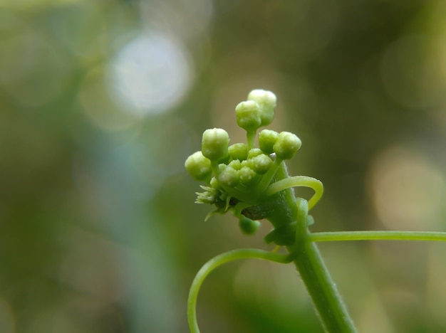 cerrar los capullos de las plantas silvestres que florecerán cuando haga buen tiempo