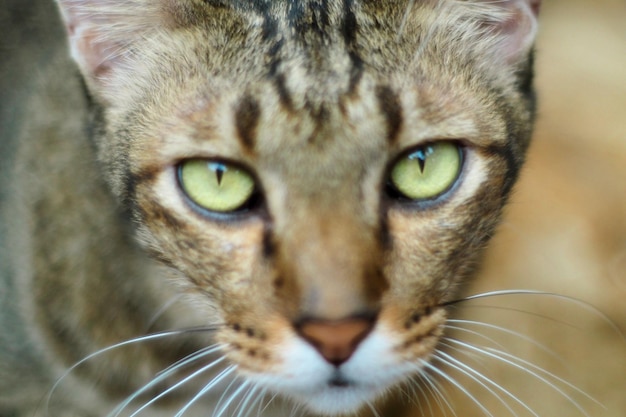 cerrar cara de gato atigrado