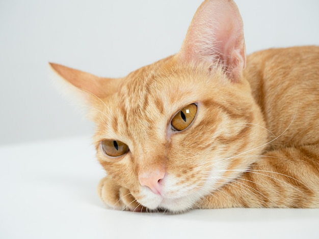 Cerrar cara de gato doméstico ojos grandes retrato de color amarillo