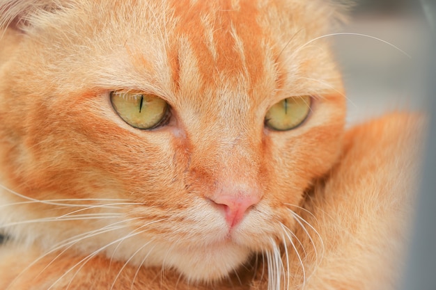 Cerrar la cara de gato en el fondo de la naturaleza