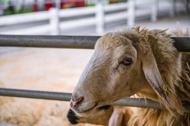 Cerrar cara de oveja blanca cutiee mirando a la cámara en la granja en tailandia