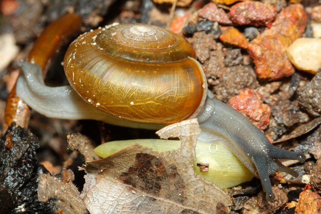 Cerrar caracol en la madera vieja