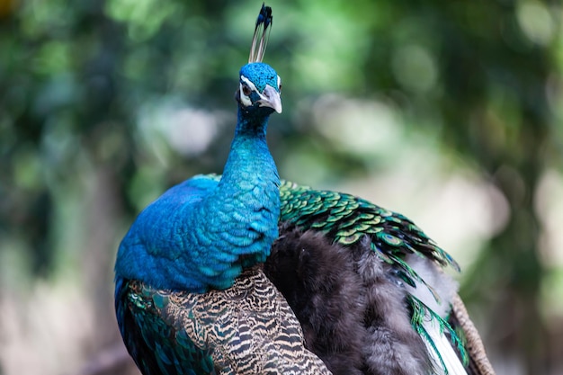 Cerrar caras y plumas en la cabeza de pavo real