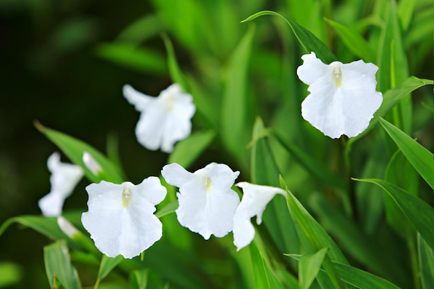 Cerrar Caulokaempferia alba flores silvestres