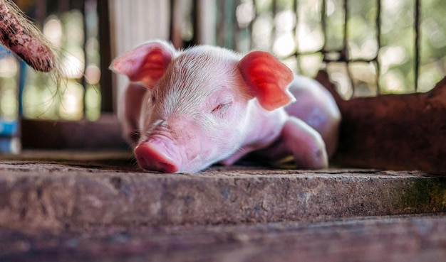 Cerrar cerdo lindo recién nacido cerrar los ojos y dormir en la granja de cerdos con otros cerdos