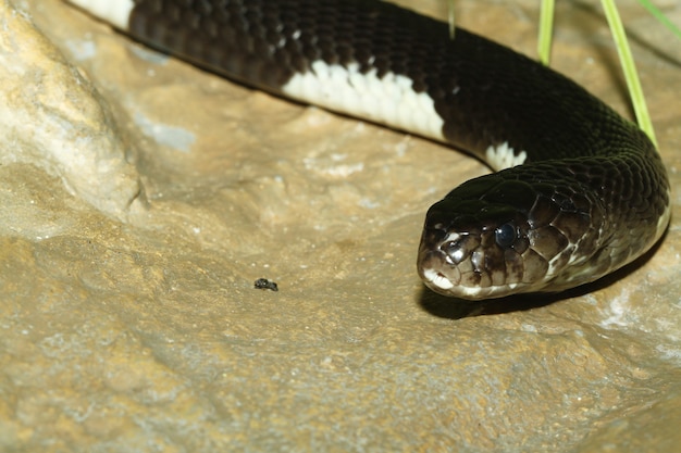 Cerrar cobra negro en la roca