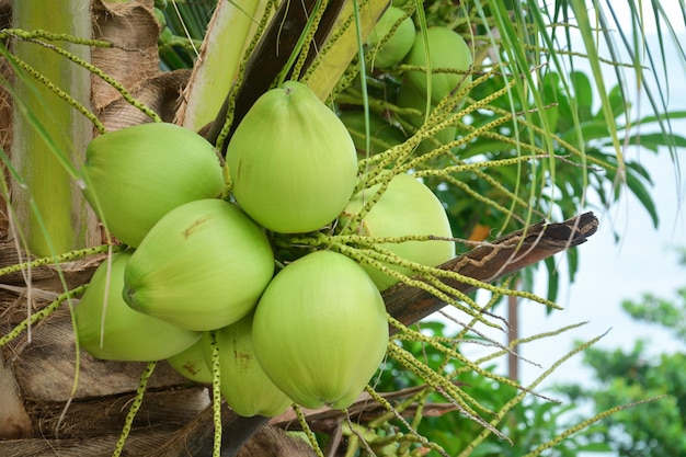 Foto cerrar coco verde fresco en el racimo en el árbol