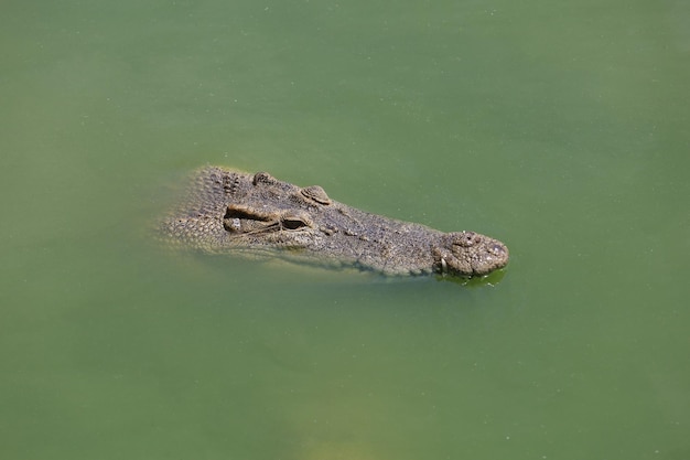 Cerrar el cocodrilo de cabeza grande es mostrar la cabeza en el río