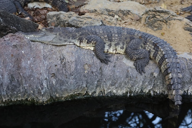 Cerrar cocodrilo es acción mostrar la cabeza en el jardín