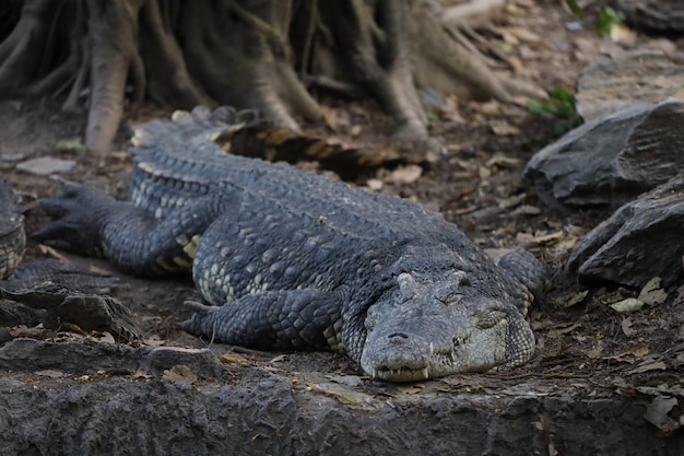 Cerrar cocodrilo es acción mostrar la cabeza en el jardín