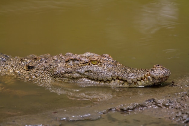 Cerrar el cocodrilo siamés en Tailandia