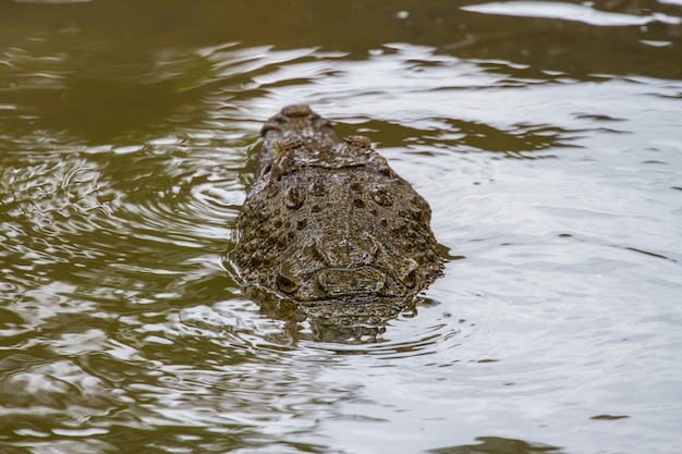 Cerrar el cocodrilo siamés en Tailandia