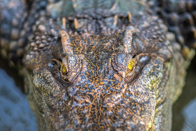 Cerrar cocodrilos, granja de cocodrilos en Tailandia