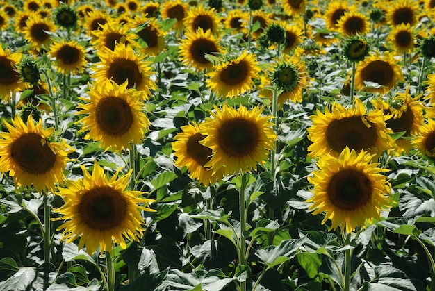 Cerrar una colección de girasoles