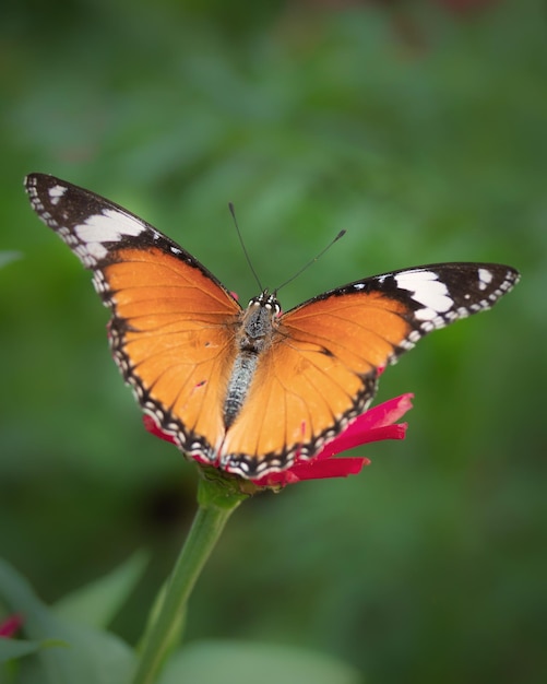 Cerrar coloridas mariposas en flor